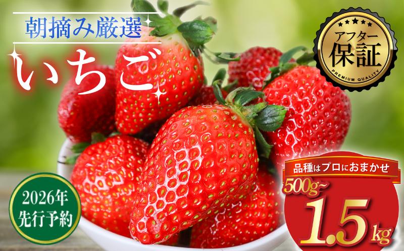 
            【 先行予約 】いちご 品種おまかせ 選べる容量 500g~1500g 新鮮 産地直送 朝摘み 厳選 アフター 保証 付き 2月 発送 開始 苺 イチゴ ストロベリー とちおとめ やよいひめ おいCベリー かおり野 スターナイト strawberry フルーツ 果物 数量限定 千葉県 旭市 滑川いちご園 nmi
          