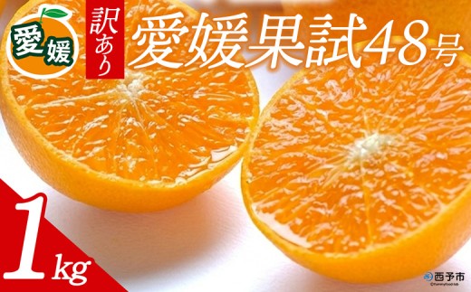 先行予約＜訳あり 愛媛県産 愛媛果試48号 合計約1kg＞ 『2027年3月以降順次出荷予定』紅プリンセス ご家庭用 ご自宅用 高級柑橘 希少 お試し 果物 柑橘 フルーツ 高級 国産 濃厚 果汁 産地直送 特産品 ミヤモトオレンジガーデン 愛媛県 西予市【常温】