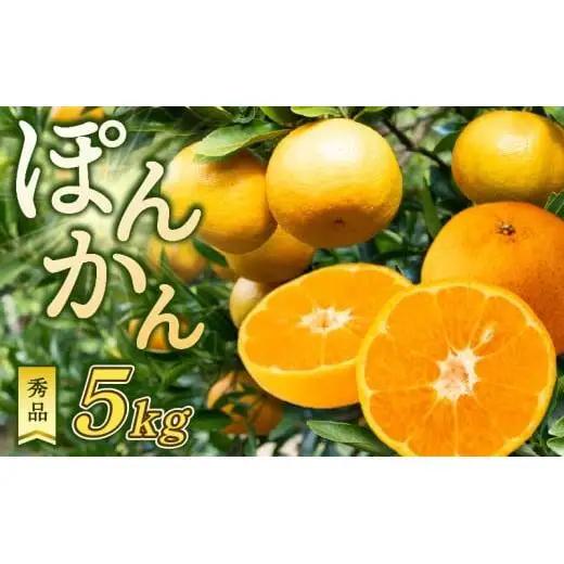 秀逸 浦ノ内ポンカン ぽんかん 5kg