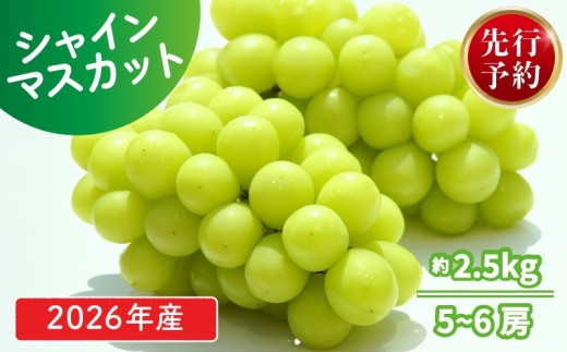 【2026年発送分】 シャインマスカット 約2.5kg 5 ~ 6 房 おすすめ マスカット 果物 くだもの フルーツ スイーツ 葡萄 ブドウ ぶどう 髙橋農園 国産 新潟県 新発田市 takahashi006