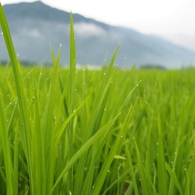 ふるさと納税 南魚沼市 【令和7年産《新米》】「南魚沼産新之助」精米 20kg(2kg×10袋) |  | 02