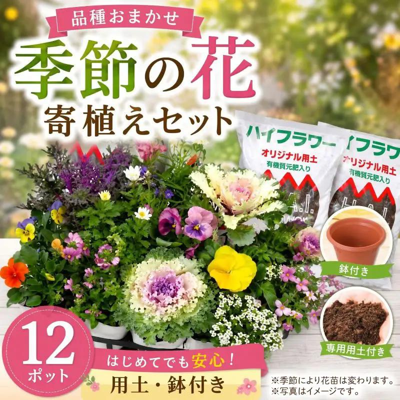 品種おまかせ 季節の花苗 12ポット 寄植え 花
