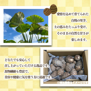 里芋(愛媛農試V2号) 4kg | 期間限定 さといも 里芋 サトイモ 国産 愛媛県産 ブランド えひめ 松山市 松山市ふるさと納税返礼品【MSD005】