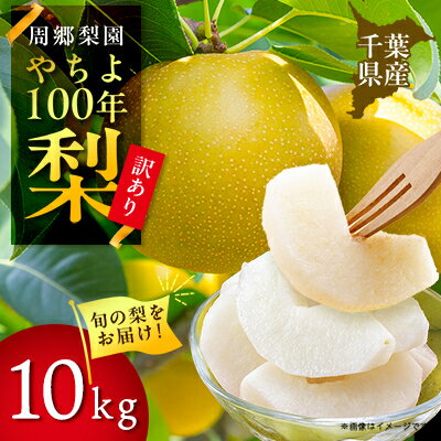 【ふるさと納税】周郷梨園のやちよ100年梨家庭用(10kg)【1493893】