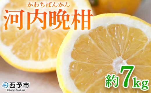 ＜河内晩柑 約7kg＞ 果物 くだもの みかん ミカン 柑橘 フルーツ かわちばんかん カワチバンカン ジューシーフルーツ 愛南ゴールド 御荘柑 国産 7キロ 特産品 産地直送 段畑みかん 愛媛県 西予市【常温】『2027年4月中旬～5月中旬迄に順次出荷予定』