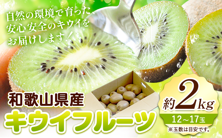 【先行予約】和歌山県紀の川市産 キウイ約2kg(12〜17玉) ときわオンライン《12月下旬-2027年5月中旬頃出荷》 和歌山県 紀の川市 キウイ キウイフルーツ 果物 フルーツ 送料無料