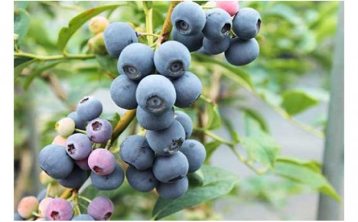 生果ブルーベリー 3㎏ 大粒 フルーツ 果物 くだもの スムージー ジャム 朝食 デザート 特産品 人気 国産 旬 金山パイロットファーム 三重県 熊野市【knpr0008A】