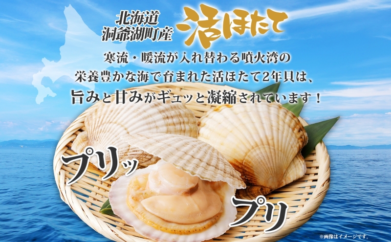北海道産 活ほたて 2年貝 約 4kg 30枚～45枚 2026年3月中旬～3月下旬頃お届け 殻付き 貝付き 帆立 ホタテ ほたて 貝 魚介 海産 海鮮 貝柱 噴火湾 刺身 焼き フライ 生産者支援 産地直送 送料無料 