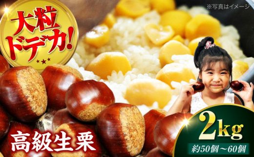 栗【先行予約】【2026年9月下旬から配送開始】ドデカ 生栗 2kg（ 約 75 個 〜 90 個 ） マロン クリ くり 栗ご飯 栗ごはん くだもの 果物 フルーツ ふるーつ 生栗 高級 贅沢 大粒 風味豊か 甘い 栗きんとん モンブラン 栗の渋皮煮 和菓子 料理 アレンジ 秋の味覚 先行予約 おすすめ 人気 お取り寄せ 送料無料 贈答 ギフト 愛媛県大洲市/有限会社西山青果[AGAR005]