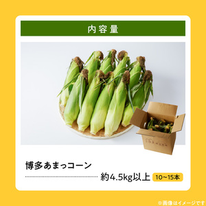 ＳＤＧｓ米糠堆肥で作ったとうもろこし「博多あまっコーン（品種おおもの）」約４.5キロ以上_酒見農産_Gv035