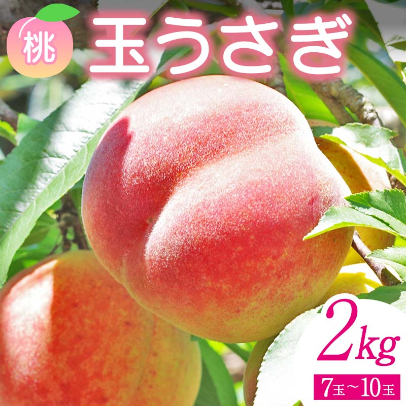 【ふるさと納税】＜先行予約＞ 福島県産 甘くてジューシー 桃 玉うさぎ2kg（7玉～10玉） モモ フルーツ 果物 福島県 鏡石町 F6Q-358