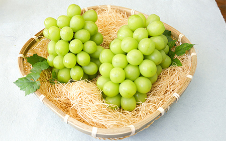 【定期便 3回】葡萄だらけの定期便 デラウェア スチューベン シャインマスカット ぶどう 葡萄 果物 フルーツ 山形県 中山町 F4A-0445