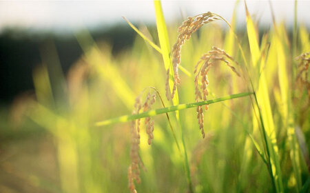 【先行予約・25年11月以降順次発送】特別栽培米『榮米』きらみずき 2kg 栗東市 / AMAファミリーズ榮農場[BIAI022]