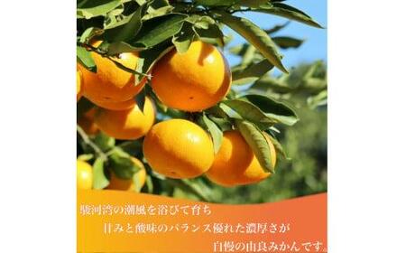 【産地直送】【予約受付】みかん 由良みかん 約 3kg 【 沼津 西浦 で たくさん の太陽と海風に育まれた みかん をお届け 】 数量限定 柑橘 フルーツ 西浦 沼津 蜜柑 ﾐｶﾝ ﾐｶﾝ ﾐｶﾝ 