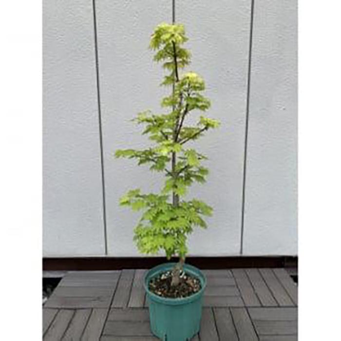 【ふるさと納税】芽出しが特にきれいなモミジ! 黄金イタヤカエデ 〈プラス樹〉