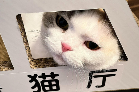 猫の爪とぎ　パトカー 猫 ねこ ネコ キャット cat 爪とぎ ダンボール 段ボール なりきり かわいい 写真映え 丈夫 日本製 国産 おもちゃ ペット インテリア 愛猫 動物 猫用品 猫用玩具 グッ