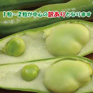 【2026年5月中旬頃から順次発送】 訳あり そら豆 約4kg ( 訳あり 野菜 ソラマメ そらまめ 旬の野菜 松山 愛媛県 )【VEG034】