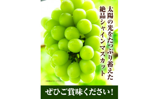 シャインマスカット　先行予約 岡山県産 シャインマスカット 「 晴王 」 つる付き １房（ 680g以上） １房入り マスカット ぶどう フルーツ シャイン 果物（令和8年産先行受付）《2026年9月