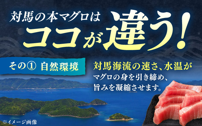 対馬産 本マグロ 3種 計900g（赤身/中トロ/ネギトロ）《対馬市》【対海】 冷凍配送 食べ比べ 贈り物 魚介類 [WAH029]