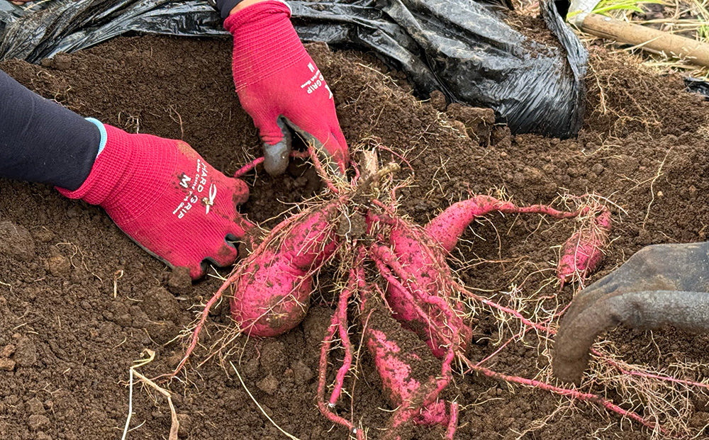 さつまいも 紅はるか 5kg | サツマイモ さつま芋 芋 べにはるか 熟成 静岡県 御殿場市 ※2026年10月～発送
