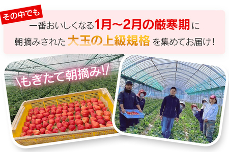 朝摘みあまおう 800g ※2025年1月～2月中順次出荷予定 BD01