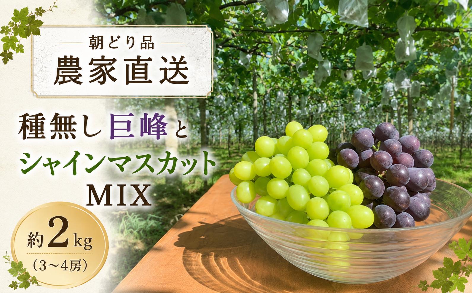 
                  【農家直送（収穫日に発送）】種無し 巨峰 と シャインマスカット MIX 約2kg (3～4房) | 先行予約 巨峰 シャインマスカット 種なし ぶどう 食べ比べ 詰め合わせ 約2kg 3～4房 農家直送 収穫日発送 新鮮 フルーツ 果物 お取り寄せ 季節限定 愛知県 豊田市
                