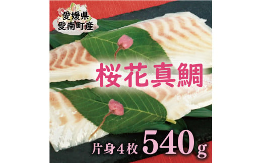 
桜花 真鯛 切り身 4柵 合計 540g （ 270g ×2 パック ） 朝〆 まだい 鯛 愛南町 新鮮 冷凍 愛媛県 神経締め 皮引き 三枚おろし 国産 魚介 特産品 魚介類 海産物 鮮魚 養殖 産地直送 海鮮 ブランド 刺身 海鮮丼 塩焼き 煮付け 酒蒸し カルパッチョ 鯛飯 鯛しゃぶ 鯛めし 鯛茶漬け 鯛漬け お正月 お祝い 年末 年始 紅白 めでたい 真空 パック 柵 愛南サン・フィッシュ
