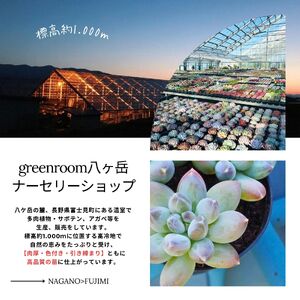 八ヶ岳育ち 多肉植物 eARThコレクション ラベル付き おまかせ詰合せ 2号 10鉢 インテリア多肉植物 おしゃれ多肉植物 ギフト多肉植物 高冷地多肉植物