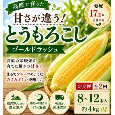 【2週間毎定期便】朝採り出荷　長野県茅野市産　とうもろこし　計約4kg全2回【配送不可地域：離島・北海道・沖縄県】