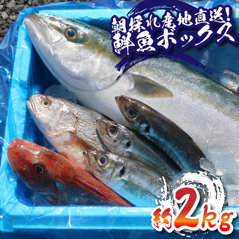 【ふるさと納税】 魚のプロにお任せ！ 銚子港 水揚げ 産地直送 鮮魚セット 2kg 旬の魚 旬の鮮魚 魚 鮮魚 セット 海の幸 刺身 お任せ 厳選 朝採れ 鮮度抜群 マイワシ サバ 鯵 真アジ マアジ 真鯛 鯛 平目 金目鯛 ホウボウ メヒカリ めひかり かねやま水産 千葉県 銚子市