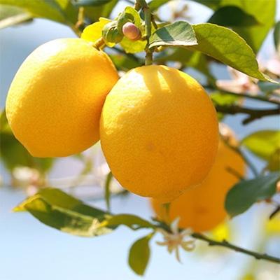 ふるさと納税 海南市 【産直】和歌山産レモン約5kg(サイズ混合)(海南市) |  | 02