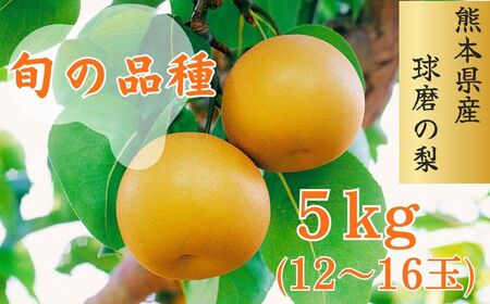 熊本県ＪＡくま産 球磨の梨 5kg(12玉～16玉 旬な品種) お届け時期：2025年8月上旬～10月上旬
