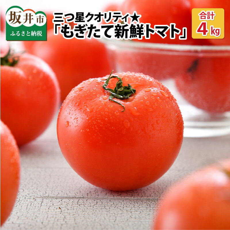 【ふるさと納税】 新鮮トマト 1ケース 約4kg (16～24玉入) ～三つ星クオリティ☆坂井の大自然が育てた、もぎたて新鮮トマト～【とまと トマト 野菜 生野菜 新鮮 リコピン ビタミン ダイエット 美容 美肌 産地直送 国産】