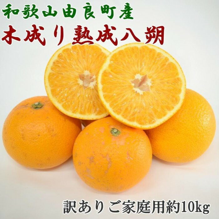 【ふるさと納税】［産直］和歌山由良町産の木成り熟成八朔訳ありご家庭用約10kg（サイズ混合）★2026年3月中旬頃より順次発送［TM134］ | 和歌山 上富田町 はっさく 八朔 訳あり ワケあり ワケアリ フルーツ くだもの 果実 柑橘 かんきつ 柑橘類 かんきつ類 お取り寄せ