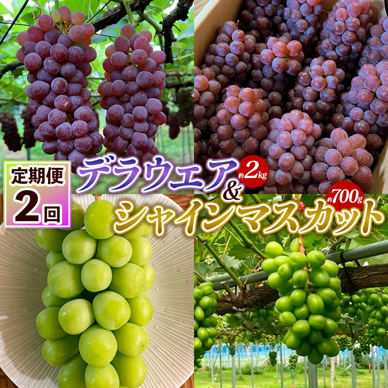 【ふるさと納税】【定期便2回】デラウエア 約2kg 10房～16房＆シャインマスカット 約700g 1房 FY25-004