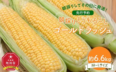 【先行予約】朝採り とうもろこし ゴールドラッシュ 約6.6kg (M～Lサイズ×20本)(2025年8月下旬発送予定) 【 人気 北海道産 糖度 生 野菜 スイートコーン 産地直送 バーベキュー BBQ コーン 旬 お取り寄せ 旭川市 北海道 送料無料 】_01708