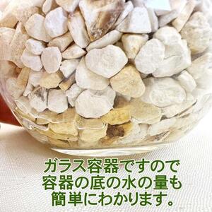 【観葉植物】土を使わないで清潔なミニ観葉植物 ゼオライト植え・ガラス鉢 丸形 2鉢セット（パキラ）｜観葉植物 インテリア 部屋 おしゃれ 福岡県筑前町 送料無料