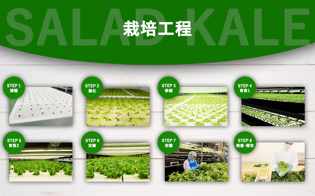 サラダケール 300g（約75g×4P）