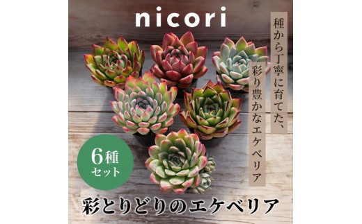 
                  【多肉植物】彩とりどりのエケベリア6種セット[№5694-1022]
                