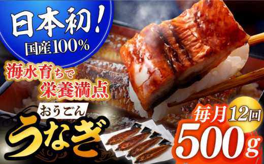 
＜全12回定期便＞【日本初！海水で養殖】長崎県産おうごん うなぎ 計6.0kg（約500g×12回） 平戸市 / 松永水産 [KAB143]
