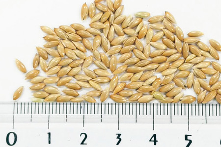 カナリヤシード 5kg×1袋 サイトウ・コーポレーション 飼料