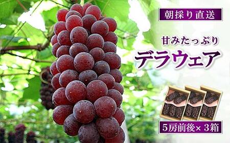 【令和8年産先行予約】 朝どりデラウェア 3箱 (1箱5房前後入り) 《令和8年7月中旬～発送》 『漆山果樹園』 葡萄 ぶどう ブドウ 種なし 果物 フルーツ デザート 山形県 南陽市 [703]