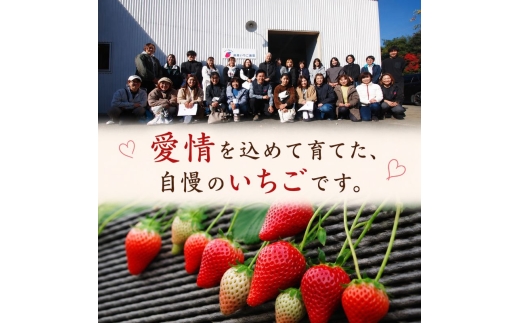 澳原さんの「スカイベリー」 560g (280g×2P)| 栃木県共通返礼品 矢板市産 いちご 果物 フルーツ 栃木県下野市