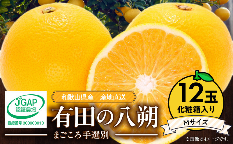 
                  【2027年先行予約】和歌山県産 有田の八朔 (はっさく) 化粧箱入り 【Mサイズ】12個入り まごころ手選別 _ZE6365n
                
