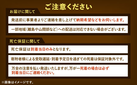 【一部配送不可地域あり】 ヘラクレスオオカブト幼虫1匹（2〜3齢）愛西市 / 艶麗[AEDD004]
