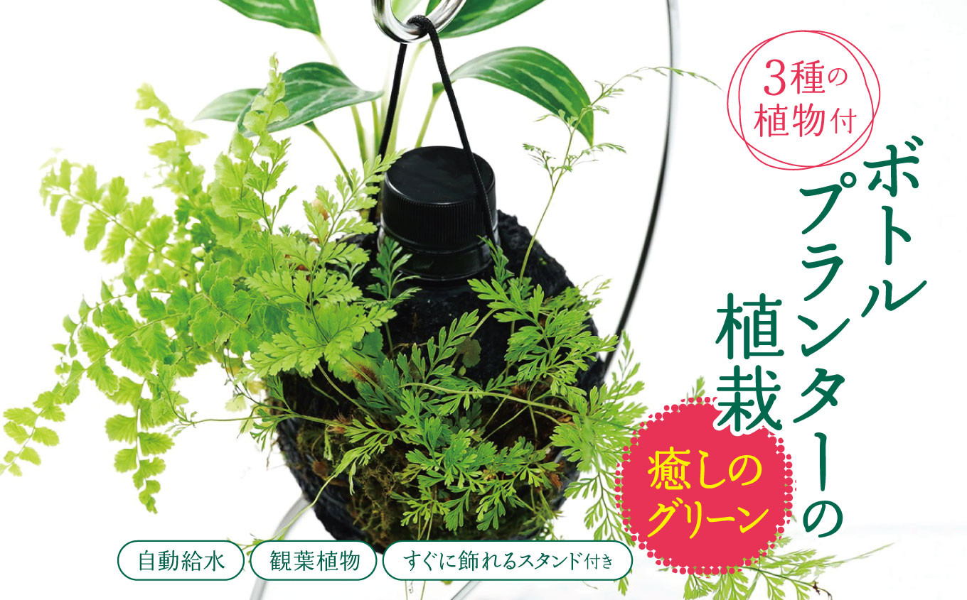 
            ★ 期間限定 ★【 球体 ボトルプランター 】～ 癒しのグリーン ～ ≪ 3種の観葉植物 ≫ 植栽済み 自動給水装置 ＼すぐに飾れるスタンド付き ! ／ ピクタ | 特許 自動給水 給水機能 プランター 観葉植物 植物 プランター グリーン 癒し 鑑賞  テラリウム シダ おまかせ 千葉県 君津市 きみつ
          