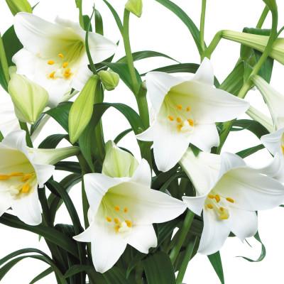 ふるさと納税 えびの市 ユリ球根　鉄砲ユリ白花　16球