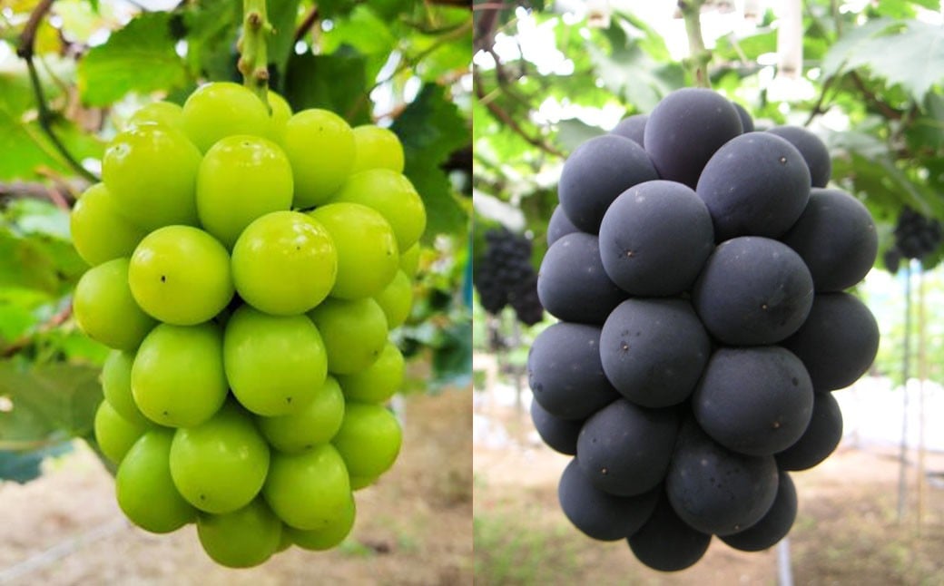 
            葡萄詰合せ（シャインマスカット 晴王 2房（1房 580g以上）・ ニューピオーネ 1房（580g以上） ハウス栽培【2026年7月上旬～8月上旬まで順次発送予定】葡萄 ぶどう ブドウ ピオーネ マスカット フルーツ
          