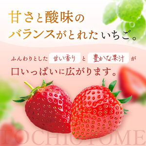 【先行予約】とちあいか 260g×4P| 【栃木県共通返礼品】年内発送 果物 くだもの フルーツ 野菜 やさい ヤサイ 苺 イチゴ いちご とちあいか 新鮮 甘い 数量 限定 美味しい 果物 共通返礼