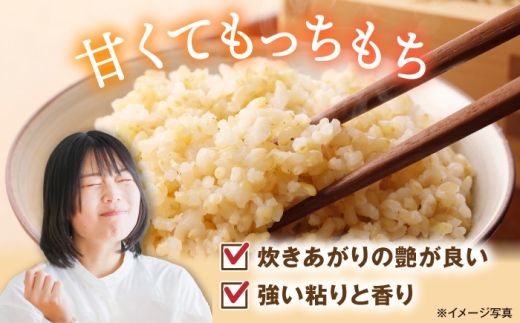 滋賀県 湖北のミルキークイーン 10kg (玄米)　米 お米 ご飯 ごはん ゴハン おにぎり 炊き込みご飯 人気 おすすめ